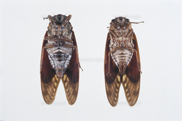 アブラゼミの腹側 オス 左 メス 右 の写真素材 イラスト素材 アマナイメージズ