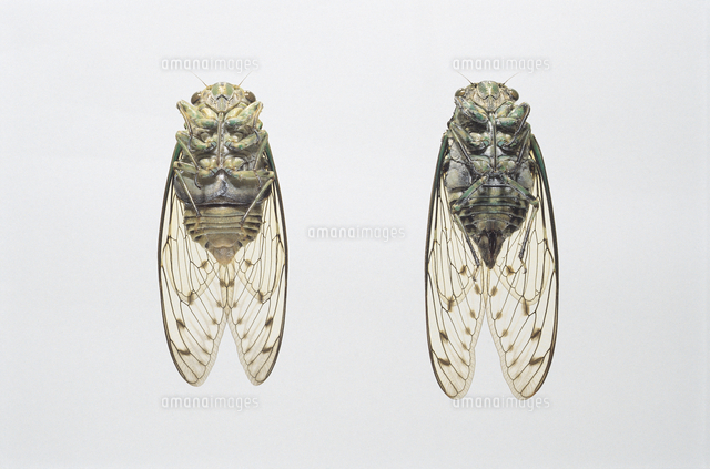 ミンミンゼミ 腹側 オス 左 メス 右 の写真素材 イラスト素材 アマナイメージズ