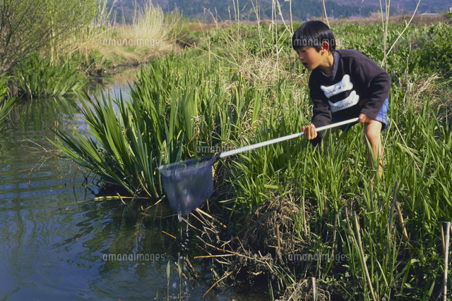 春の小川の生き物探し の写真素材 イラスト素材 アマナイメージズ