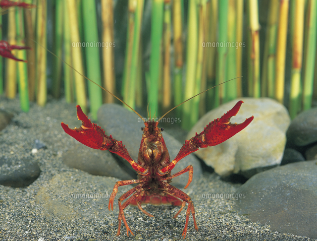 ハサミを振り上げ威嚇するアメリカザリガニのオス 32053000467 の写真素材 イラスト素材 アマナイメージズ