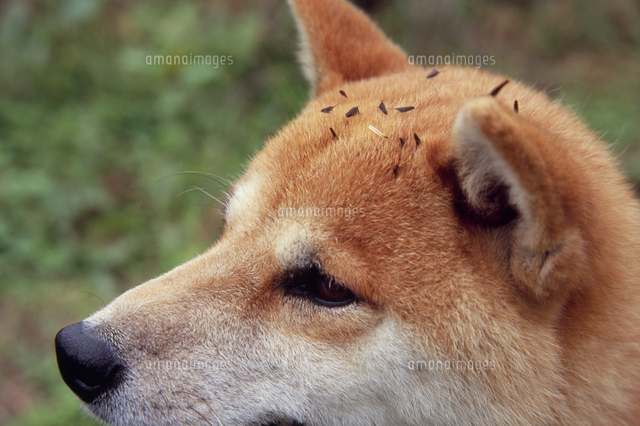 犬についたひっつき虫 アメリカセンダングサ の写真素材 イラスト素材 アマナイメージズ