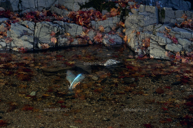 カワセミのメス 晩秋の渓流でカワムツを捕える[32053001015]の写真素材・イラスト素材｜アマナイメージズ