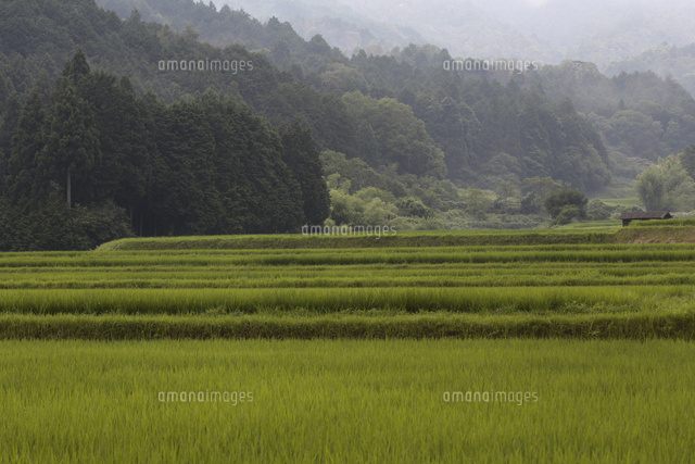 No.3【紀美野の水田里風景】 山里の水田風景（梅雨の季節）[32053001319]の写真・イラスト素材