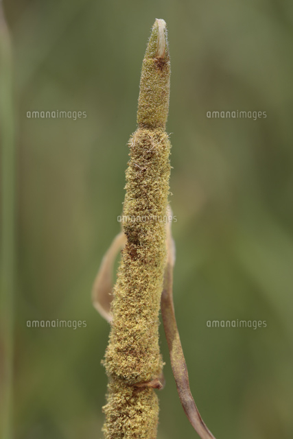 ヒメガマ たくさんの花粉で雄花の集まりが黄色く見える の写真素材 イラスト素材 アマナイメージズ