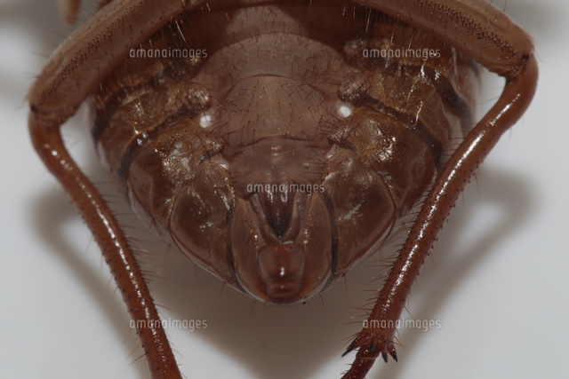 セミの抜け殻 アブラゼミのメス の写真素材 イラスト素材 アマナイメージズ