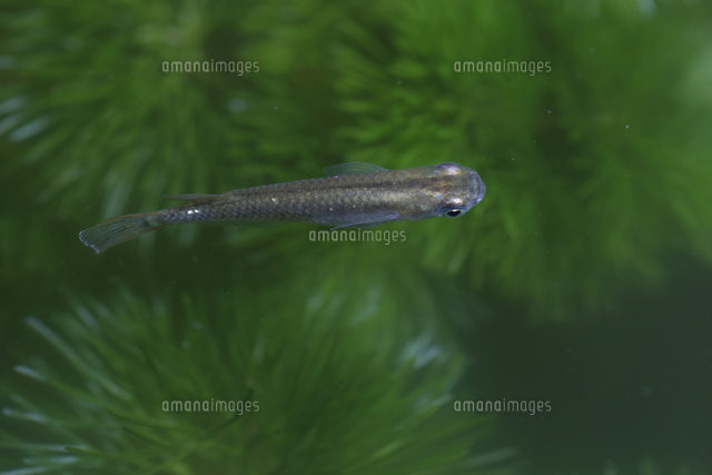 メダカを上から見る フサジュンサイの中を泳ぐ の写真素材 イラスト素材 アマナイメージズ