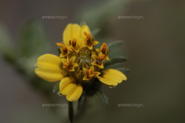 センダングサ 4枚の舌状花と外側から開きはじめた筒状花 の写真素材 イラスト素材 アマナイメージズ