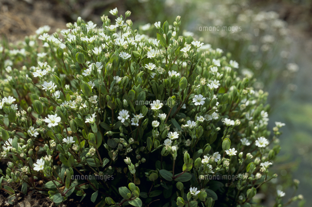 ノミノフスマの花 春 の写真素材 イラスト素材 アマナイメージズ