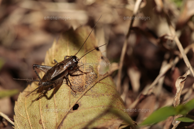 モリオカメコオロギのオス 足音に驚き落葉陰から飛び出す の写真素材 イラスト素材 アマナイメージズ