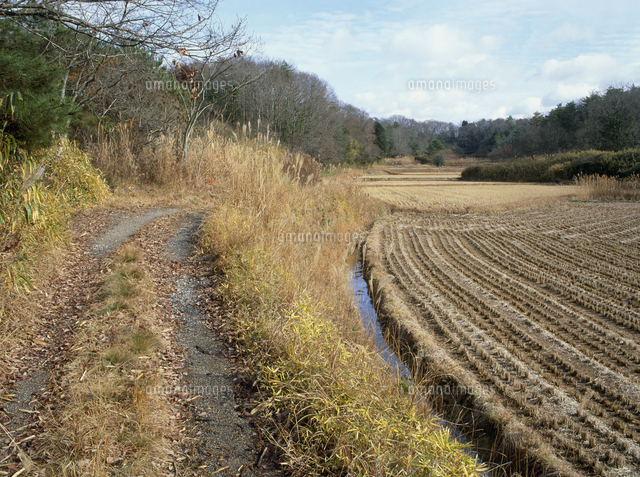 野道