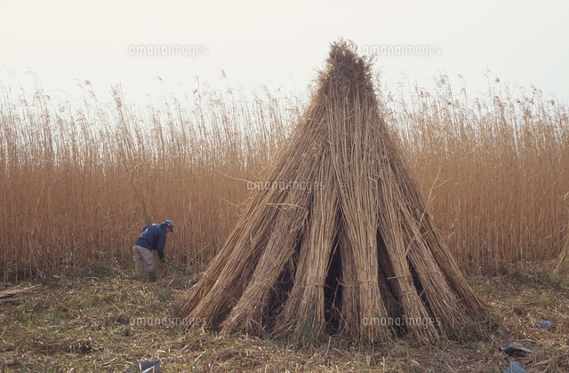 琵琶湖の環境 ヨシ刈りの風景 の写真素材 イラスト素材 アマナイメージズ