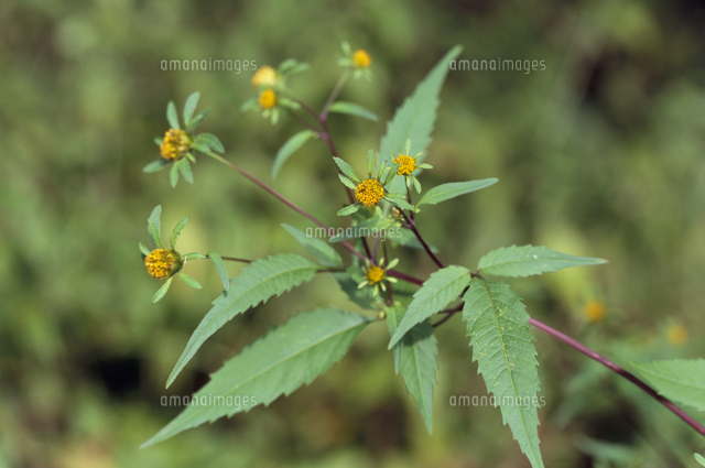 アメリカセンダングサの花 の写真素材 イラスト素材 アマナイメージズ