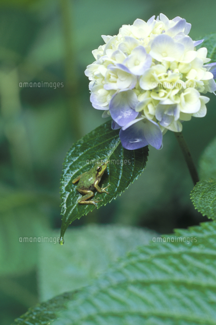 雨の日 葉から落ちる水滴とニホンアマガエル の写真素材 イラスト素材 アマナイメージズ