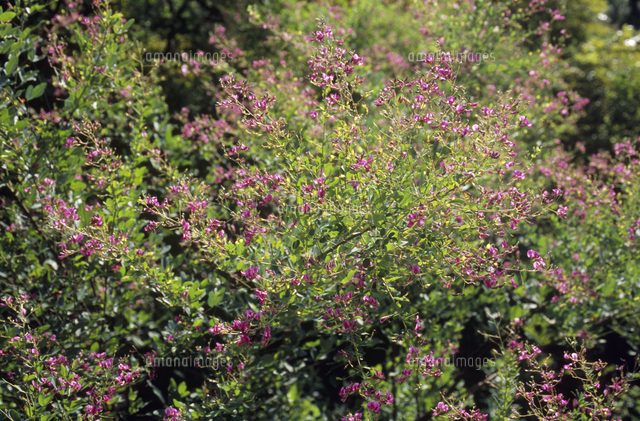 秋の林道で ヤマハギの花 の写真素材 イラスト素材 アマナイメージズ