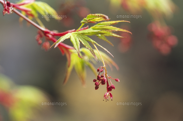 開きはじめたイロハモミジの花 の写真素材 イラスト素材 アマナイメージズ