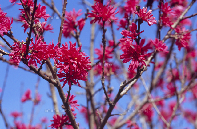 ハナズオウの花 の写真素材 イラスト素材 アマナイメージズ