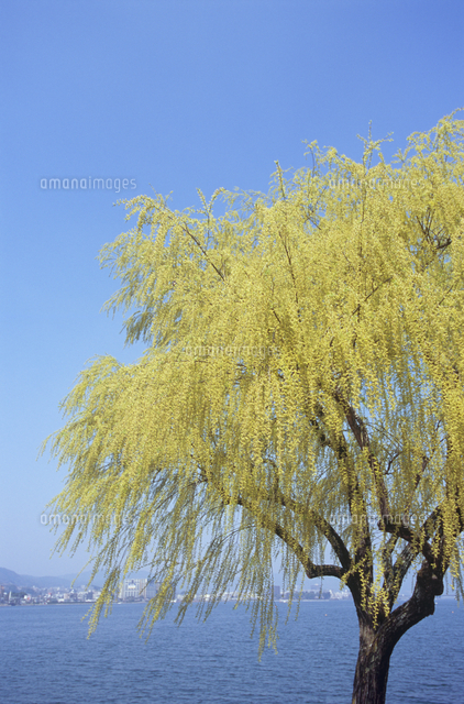 春の琵琶湖岸 シダレヤナギの花 の写真素材 イラスト素材 アマナイメージズ