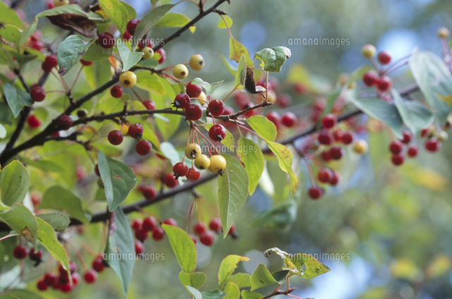 ハナカイドウの実 の写真素材 イラスト素材 アマナイメージズ