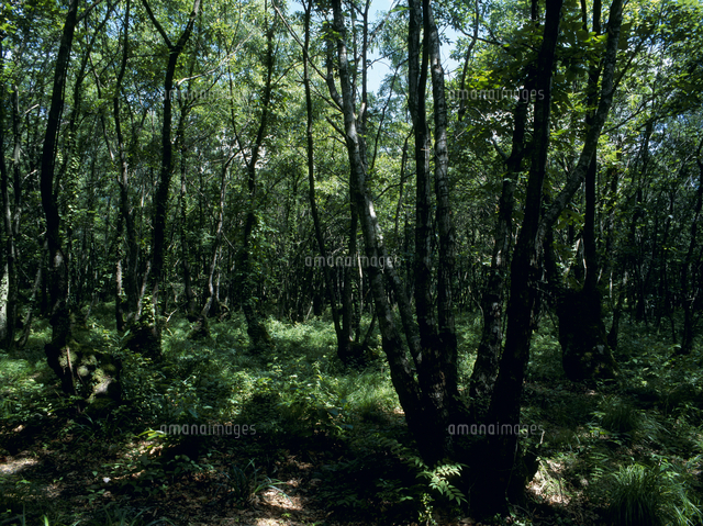 夏の雑木林 の写真素材 イラスト素材 アマナイメージズ 夏の雑木林 の写真素材 イラスト素材 アマナイメージズ