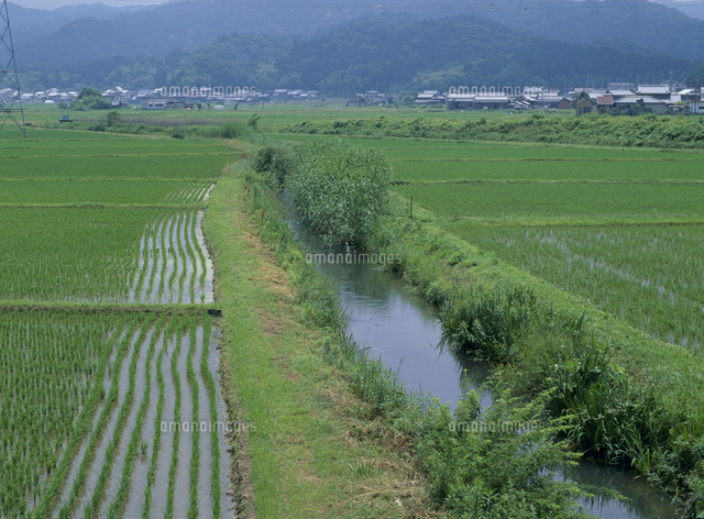 水田と小川の風景（初夏）[32053003503]の写真・イラスト素材｜アマナ