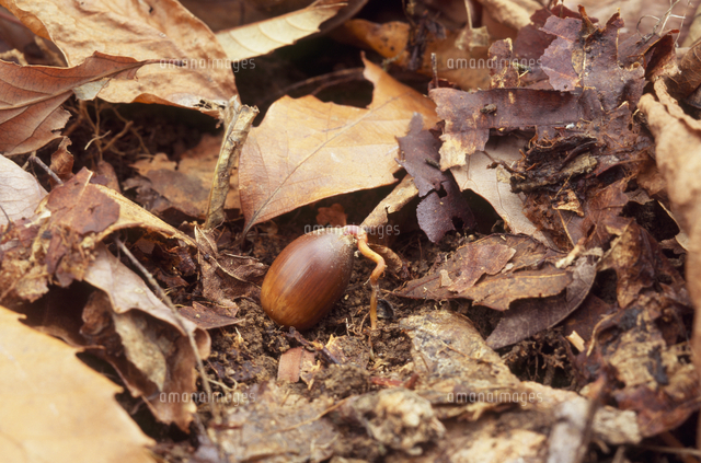 初冬のドングリ林 根を出したコナラ の写真素材 イラスト素材 アマナイメージズ