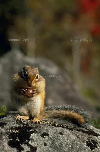 エゾシマリス ミズナラのドングリを食べる の写真素材 イラスト素材 アマナイメージズ