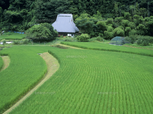 夏の山里 水田風景[32053003896]の写真・イラスト素材｜アマナイメージズ