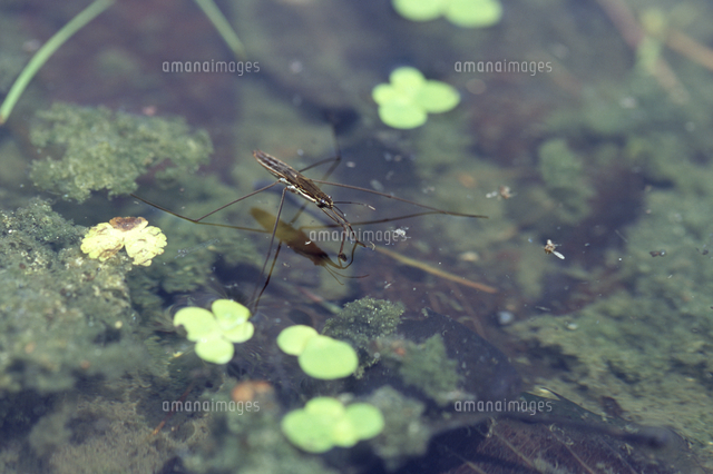 水田まわりで アメンボ の写真素材 イラスト素材 アマナイメージズ
