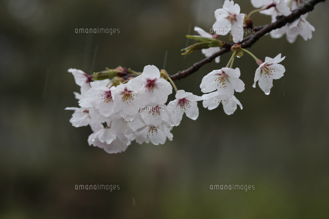 ソメイヨシノ 花散らしの雨が降る の写真素材 イラスト素材 アマナイメージズ
