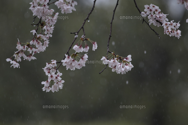 ソメイヨシノ 花散らしの雨が降る の写真素材 イラスト素材 アマナイメージズ