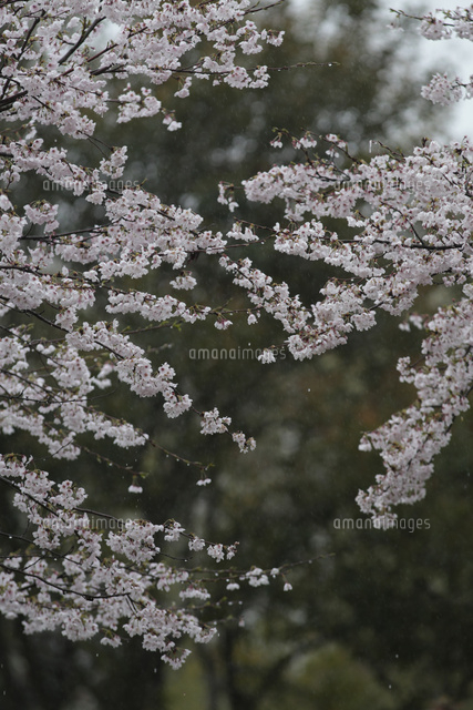 ソメイヨシノ 花散らしの雨が降る の写真素材 イラスト素材 アマナイメージズ