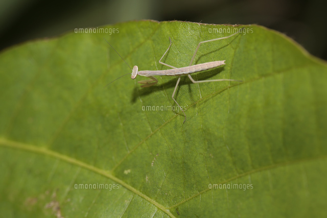 オオカマキリ3齢幼虫 クズの葉上を歩く の写真素材 イラスト素材 アマナイメージズ