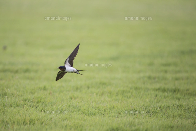 ゴイシシジミ卵 ササコナフキツノアブラムシが寄生するササの葉裏に産卵 の写真素材 イラスト素材 アマナイメージズ