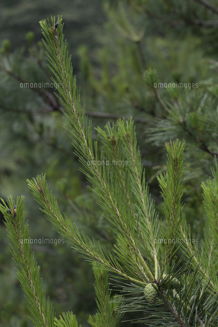 アカマツの松ぼっくり（新しい枝の先端に今年の果実、根元に2年目の