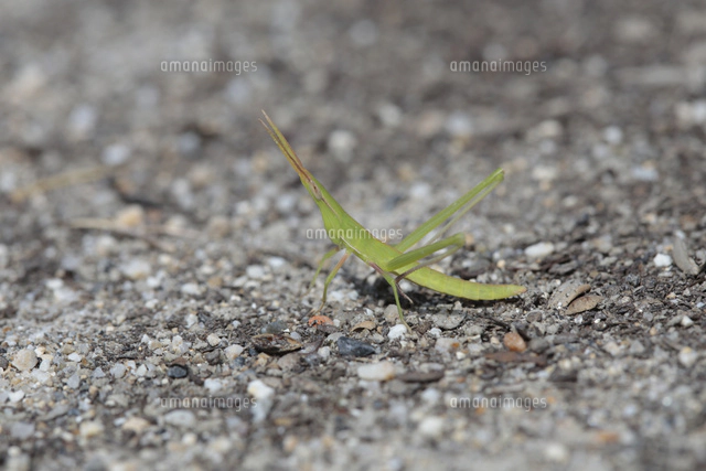 ゴイシシジミ卵 ササコナフキツノアブラムシが寄生するササの葉裏に産卵 の写真素材 イラスト素材 アマナイメージズ
