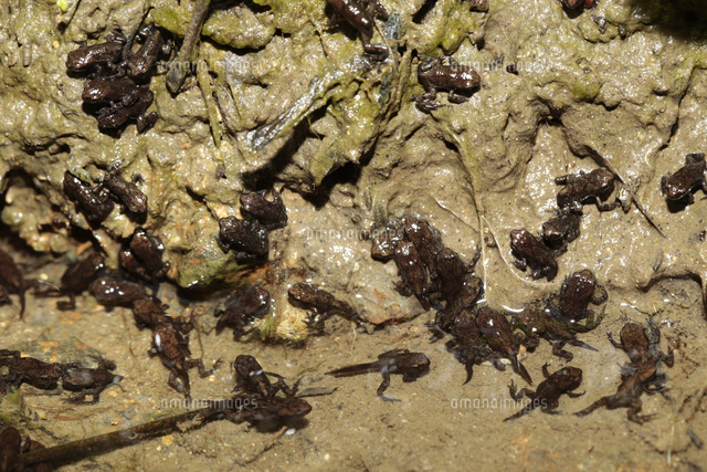 ゴイシシジミ卵 ササコナフキツノアブラムシが寄生するササの葉裏に産卵 の写真素材 イラスト素材 アマナイメージズ