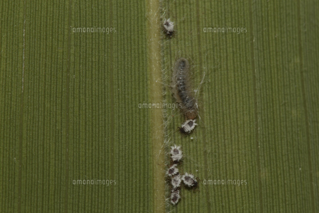 ゴイシシジミ幼虫 ササの葉裏でササコナフキツノアブラムシを食べて成長 体長4mm の写真素材 イラスト素材 アマナイメージズ