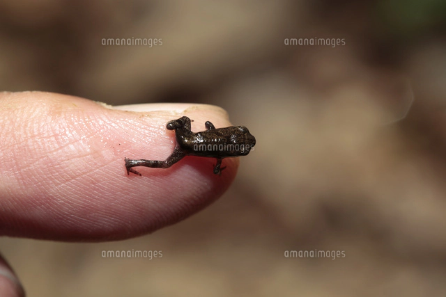 ゴイシシジミ卵 ササコナフキツノアブラムシが寄生するササの葉裏に産卵 の写真素材 イラスト素材 アマナイメージズ