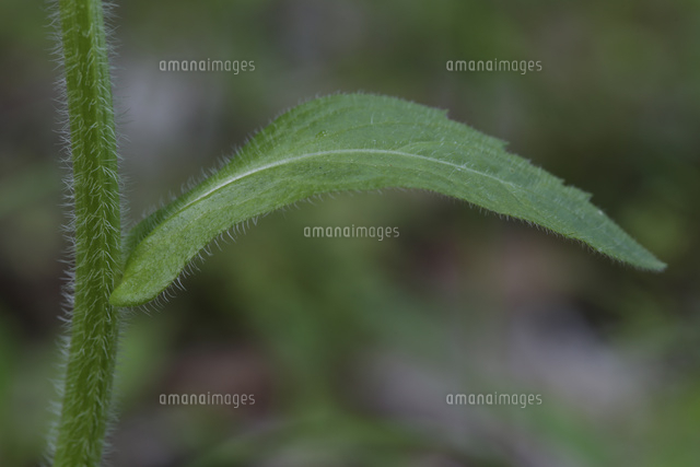 ハルジオン 葉が茎を少し抱く の写真素材 イラスト素材 アマナイメージズ