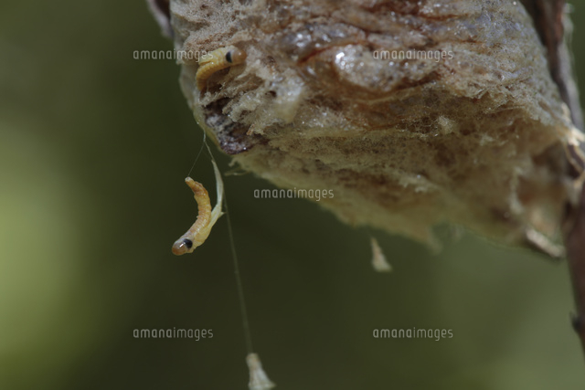 オオカマキリ孵化 卵から次々に幼虫が生まれてくる の写真素材 イラスト素材 アマナイメージズ