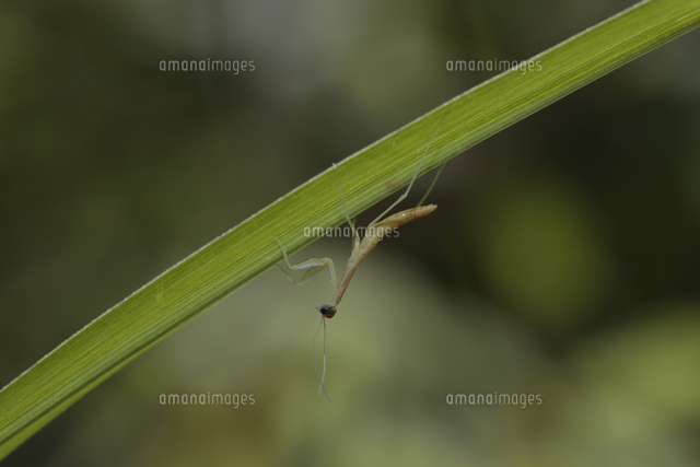 オオカマキリ幼虫 卵から孵化したばかりの幼虫 の写真素材 イラスト素材 アマナイメージズ