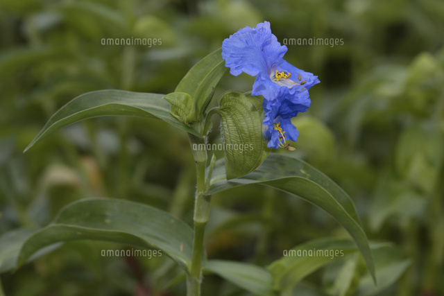 アオバナ オオボウシバナ 京友禅の下絵染料の原料 の写真素材 イラスト素材 アマナイメージズ