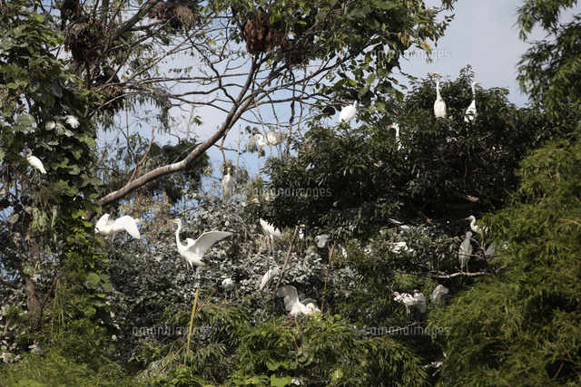 サギのコロニー ダイサギ コサギなどの営巣地 糞で木々が白くなる の写真素材 イラスト素材 アマナイメージズ