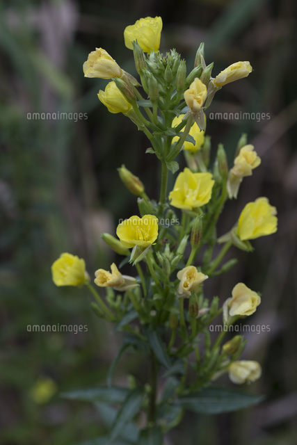 メマツヨイグサの睡眠運動 定点4枚組み 4 3 Am7 40 花がさらに閉じる の写真素材 イラスト素材 アマナイメージズ