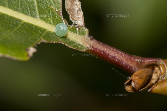 コムラサキの卵 マルバヤナギの葉に産みつけられた卵 の写真素材 イラスト素材 アマナイメージズ