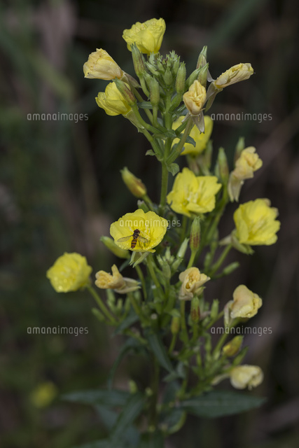 メマツヨイグサの睡眠運動 定点4枚組み 4 2 Am6 26 花が閉じはじめる の写真素材 イラスト素材 アマナイメージズ