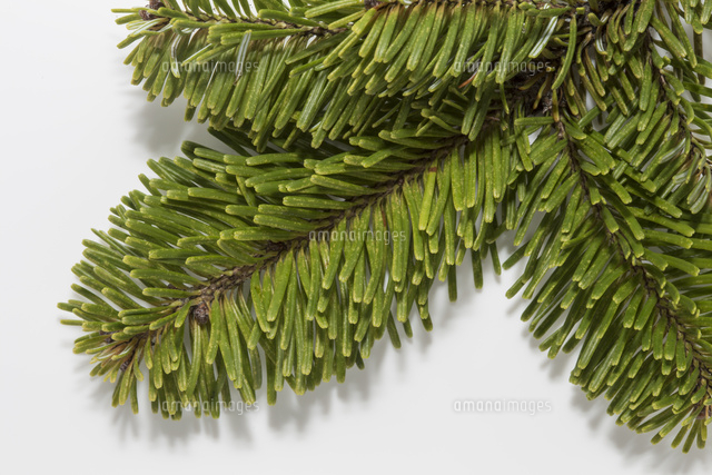 トドマツの葉（葉の長さ20mm前後）[32053005806]の写真・イラスト素材