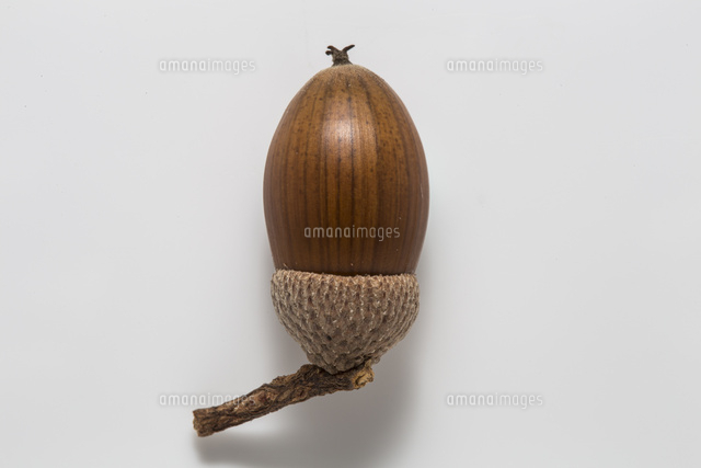 コナラのドングリ殻斗付き白バック[32053006150]の写真・イラスト素材