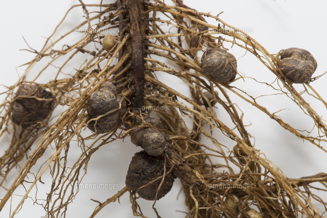 大豆の根に形成された直径6mm前後の根粒菌 白バック の写真素材 イラスト素材 アマナイメージズ