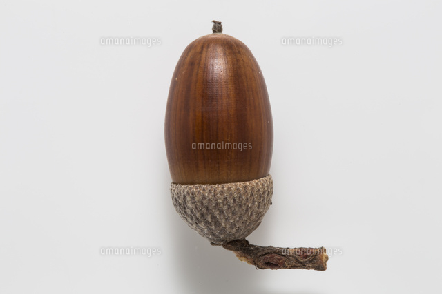 コナラのドングリ殻斗付き白バック[32053006320]の写真・イラスト素材